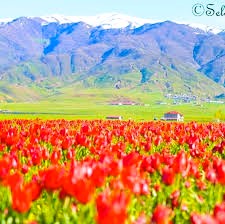 Muş Statik Hesaplama (SH) Nedir? 2026 Güncel Rehber