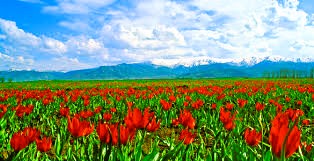 Muş Yangın Tesisat Proje Çizimi Nedir? Zorunluluklar ve Hizmet