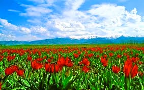 Muş Jeneratör Ruhsat Projesi Hizmetleri Nedir?