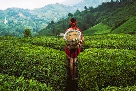 Rize Jeneratör Ruhsat Projesi Hizmetleri Nedir?